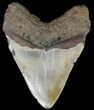 Bargain, Megalodon Tooth - North Carolina #67114-1